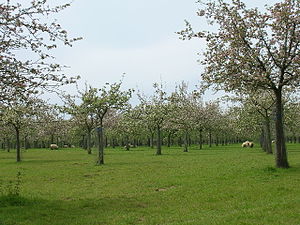 Cider apple orchards at Over Stratton. Somerse...