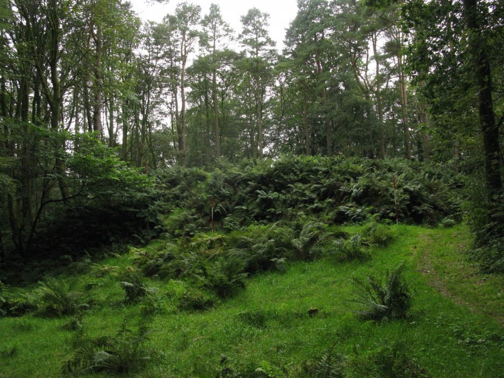 The picturesque wooded landscape at Moat Park motte, which rises beneath the bracken in the centre of the photograph.